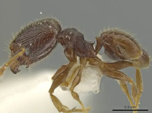 Pheidole sculptior specimen JTLC000016550 image jtlc000016550_3