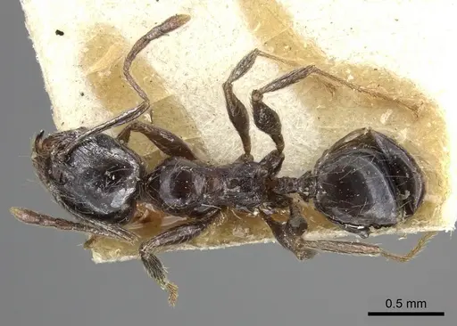Pheidole sculpturata specimen CASENT0249061 image casent0249061_1