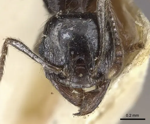 Pheidole sculpturata specimen CASENT0249061 image casent0249061_2