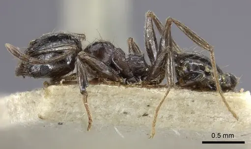 Pheidole sculpturata specimen CASENT0249061 image casent0249061_3