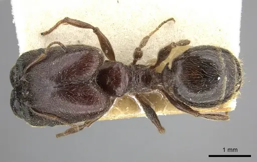 Pheidole sculpturata specimen CASENT0249062 image casent0249062_1