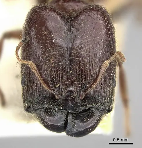 Pheidole sculpturata specimen CASENT0249062 image casent0249062_2