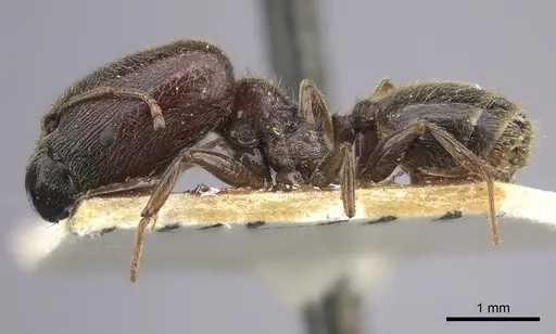 Pheidole sculpturata specimen CASENT0249062 image casent0249062_3