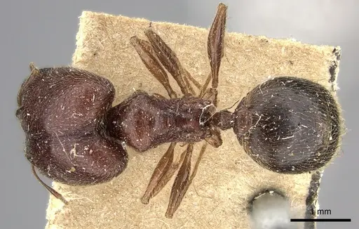 Pheidole sculpturata specimen CASENT0249065 image casent0249065_1