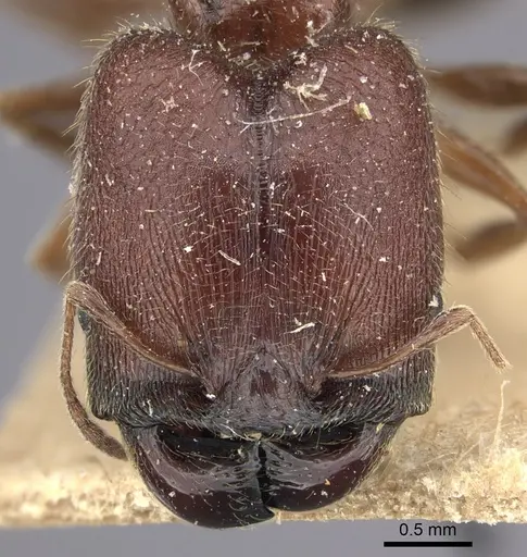 Pheidole sculpturata specimen CASENT0249065 image casent0249065_2