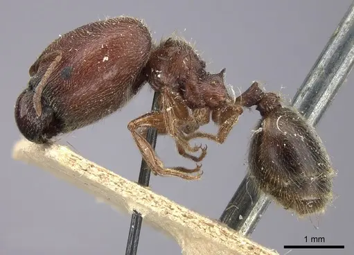 Pheidole sculpturata specimen CASENT0249065 image casent0249065_3