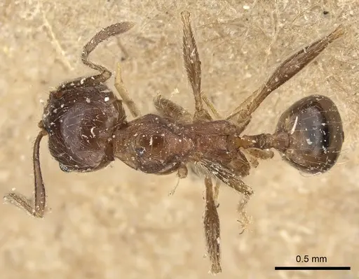 Pheidole sculpturata specimen CASENT0249066 image casent0249066_1