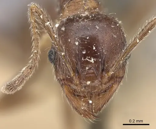 Pheidole sculpturata specimen CASENT0249066 image casent0249066_2