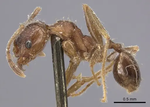 Pheidole sculpturata specimen CASENT0249066 image casent0249066_3