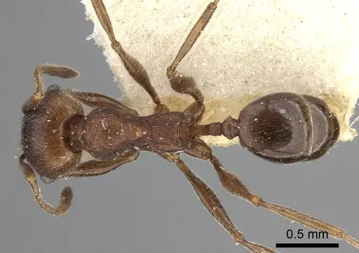 Pheidole sculpturata specimen CASENT0249067 image casent0249067_1