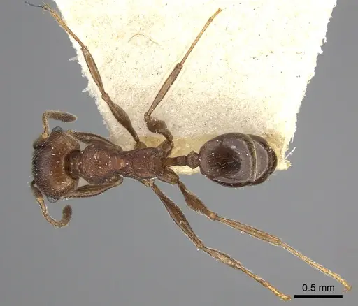 Pheidole sculpturata specimen CASENT0249067 image casent0249067_2