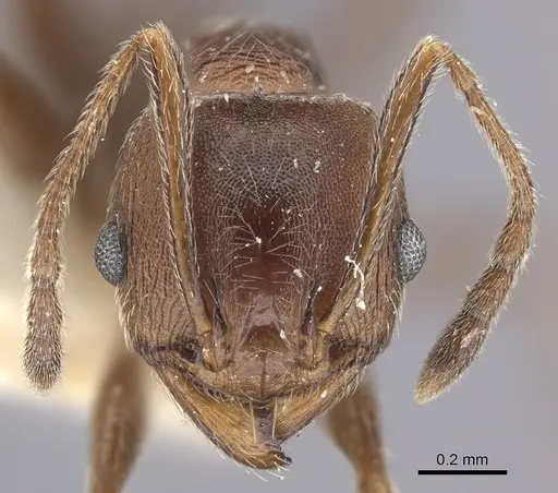 Pheidole sculpturata specimen CASENT0249067 image casent0249067_3