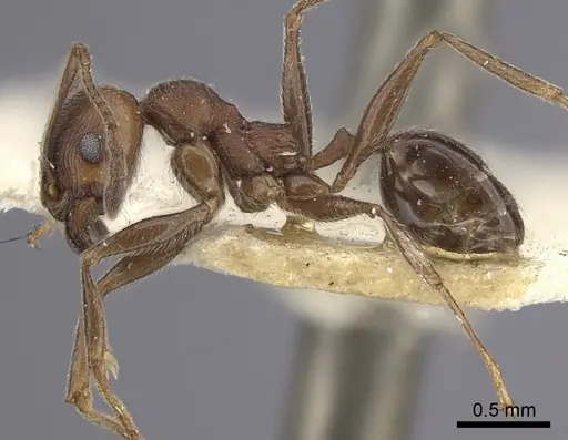 Pheidole sculpturata specimen CASENT0249067 image casent0249067_4