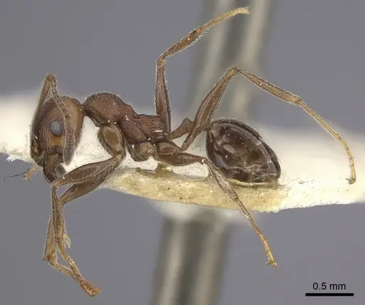 Pheidole sculpturata specimen CASENT0249067 image casent0249067_5