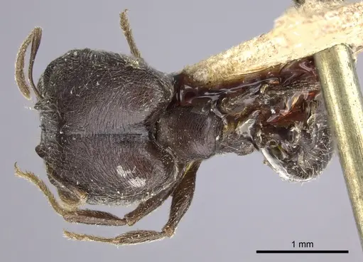 Pheidole sculpturata specimen CASENT0249068 image casent0249068_1