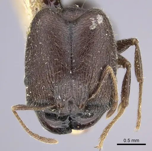 Pheidole sculpturata specimen CASENT0249068 image casent0249068_2
