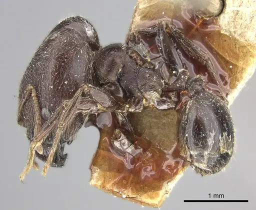 Pheidole sculpturata specimen CASENT0249068 image casent0249068_3