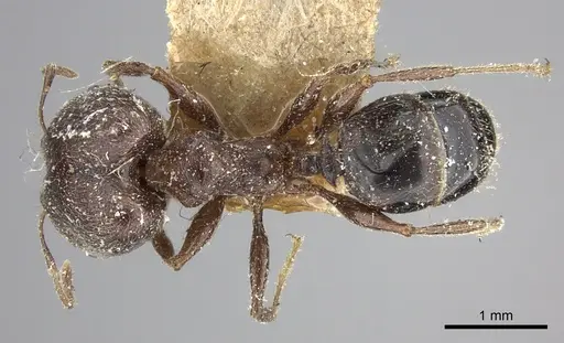 Pheidole sculpturata specimen CASENT0249069 image casent0249069_1