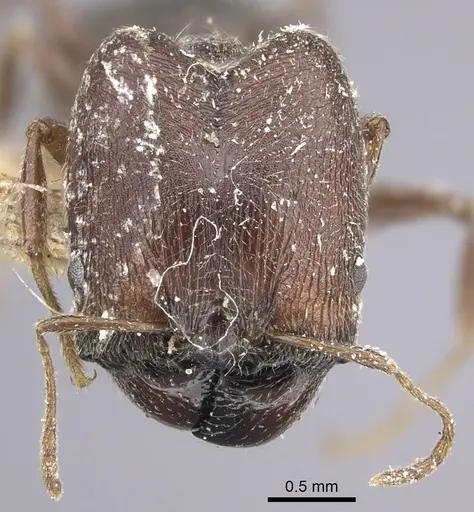 Pheidole sculpturata specimen CASENT0249069 image casent0249069_2