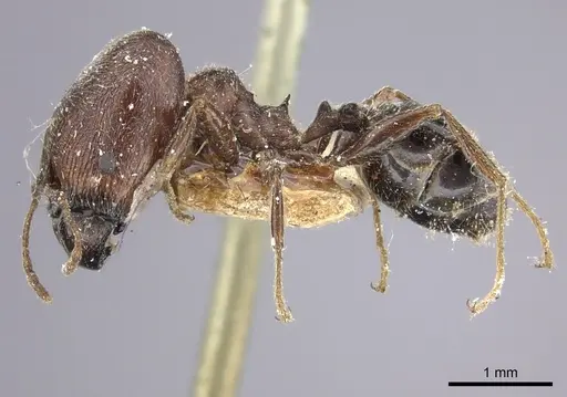 Pheidole sculpturata specimen CASENT0249069 image casent0249069_3