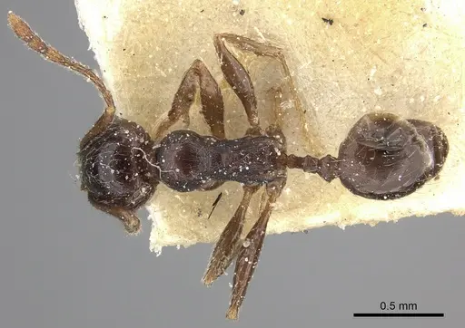 Pheidole sculpturata specimen CASENT0249070 image casent0249070_1