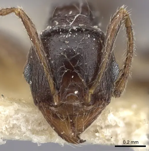 Pheidole sculpturata specimen CASENT0249070 image casent0249070_2