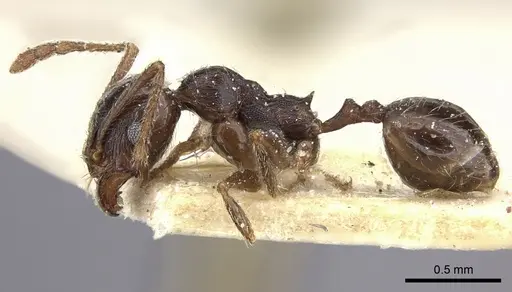 Pheidole sculpturata specimen CASENT0249070 image casent0249070_3