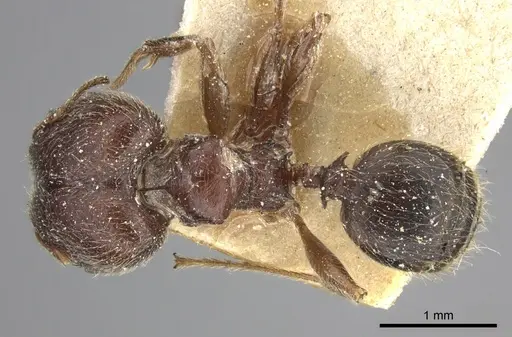 Pheidole sculpturata specimen CASENT0249071 image casent0249071_1