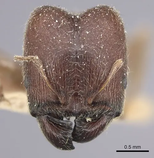 Pheidole sculpturata specimen CASENT0249071 image casent0249071_2