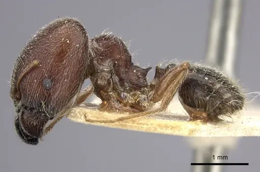 Pheidole sculpturata specimen CASENT0249071 image casent0249071_3