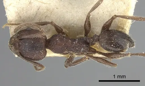 Pheidole sculpturata specimen CASENT0249073 image casent0249073_1