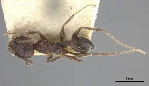 Pheidole sculpturata specimen CASENT0249073 image casent0249073_2