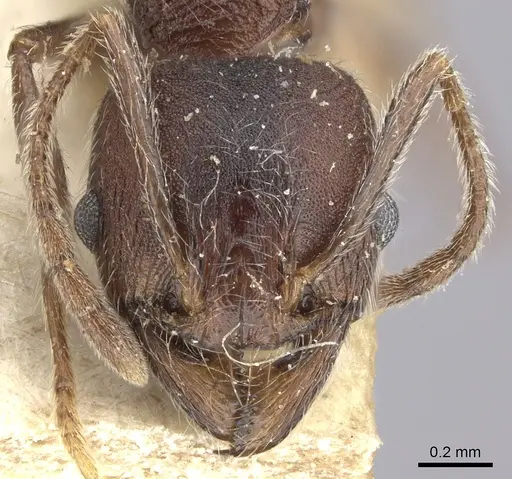 Pheidole sculpturata specimen CASENT0249073 image casent0249073_3