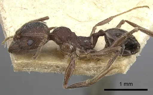 Pheidole sculpturata specimen CASENT0249073 image casent0249073_4