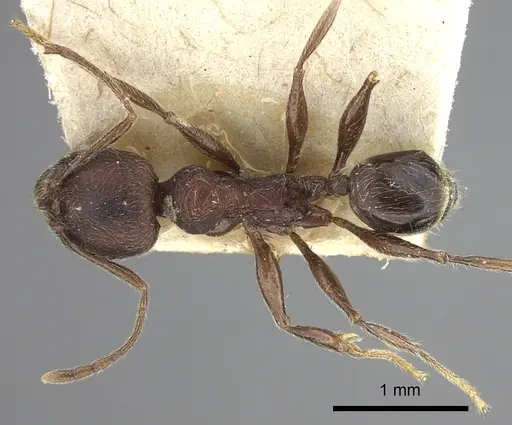 Pheidole sculpturata specimen CASENT0249074 image casent0249074_1