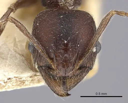 Pheidole sculpturata specimen CASENT0249074 image casent0249074_2
