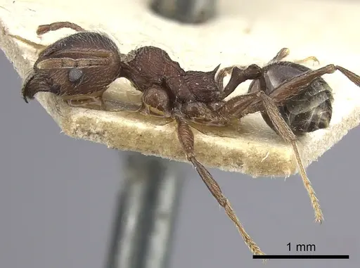 Pheidole sculpturata specimen CASENT0249074 image casent0249074_3