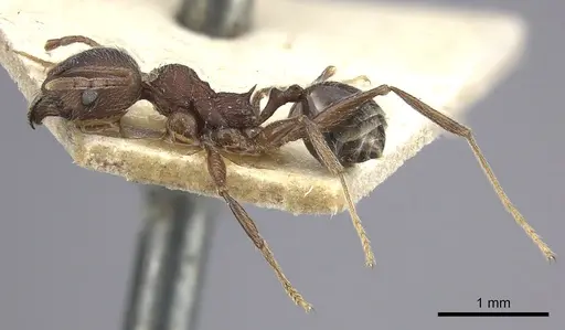 Pheidole sculpturata specimen CASENT0249074 image casent0249074_4