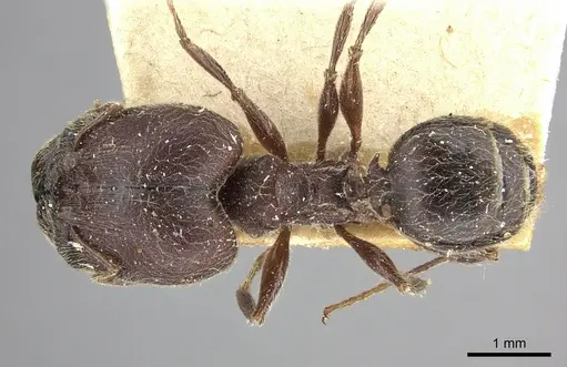 Pheidole sculpturata specimen CASENT0249075 image casent0249075_1