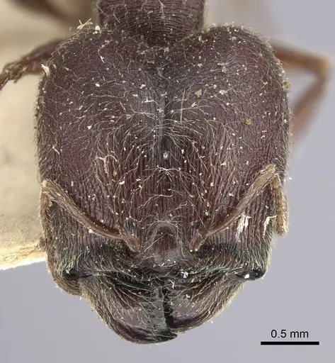 Pheidole sculpturata specimen CASENT0249075 image casent0249075_2