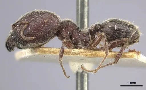 Pheidole sculpturata specimen CASENT0249075 image casent0249075_3