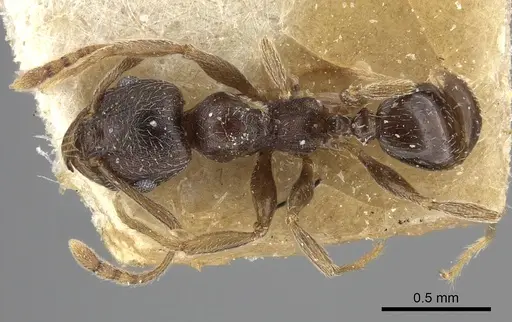 Pheidole sculpturata specimen CASENT0249076 image casent0249076_1