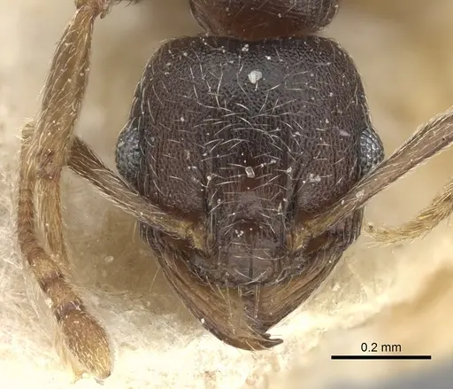 Pheidole sculpturata specimen CASENT0249076 image casent0249076_2