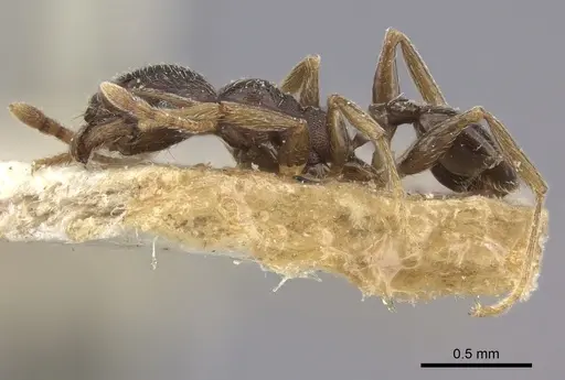 Pheidole sculpturata specimen CASENT0249076 image casent0249076_3