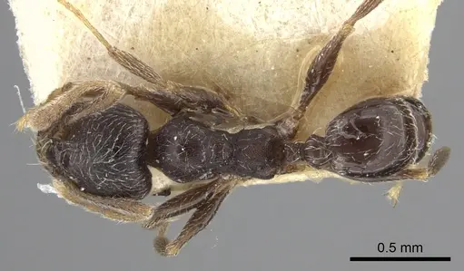 Pheidole sculpturata specimen CASENT0249077 image casent0249077_1