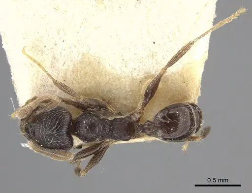 Pheidole sculpturata specimen CASENT0249077 image casent0249077_2