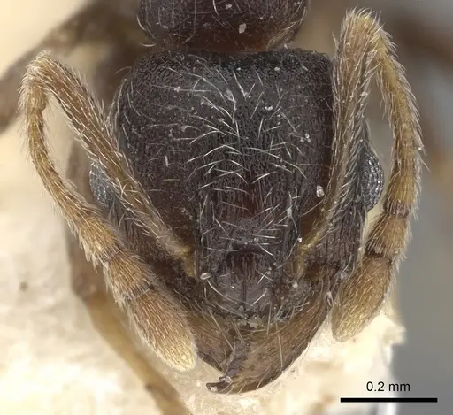 Pheidole sculpturata specimen CASENT0249077 image casent0249077_3