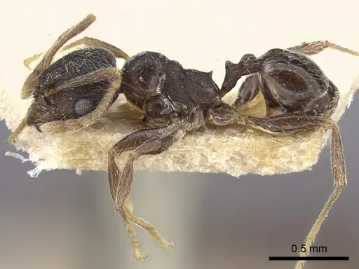 Pheidole sculpturata specimen CASENT0249077 image casent0249077_4