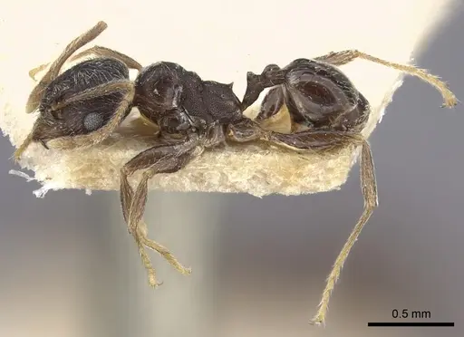 Pheidole sculpturata specimen CASENT0249077 image casent0249077_5
