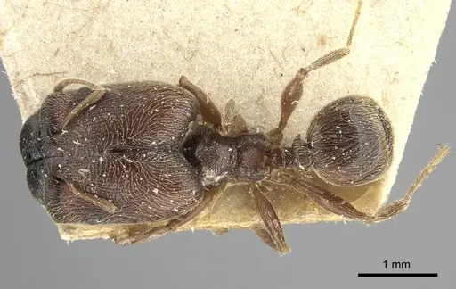 Pheidole sculpturata specimen CASENT0249078 image casent0249078_1